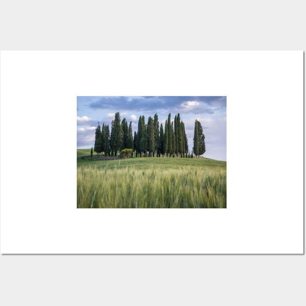 Group of cypress trees in Tuscan landscape Wall Art by Dolfilms